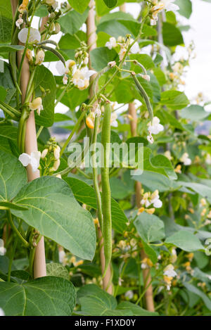 Runner Fagioli (Phaseolus Coccineus) 'White Lady' che cresce su un riparto. Sheffield South Yorkshire, Inghilterra, Regno Unito. Foto Stock