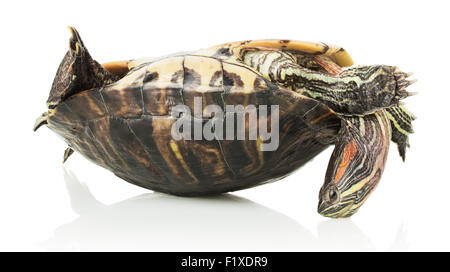 La tartaruga sul guscio, isolato su sfondo bianco. Foto Stock