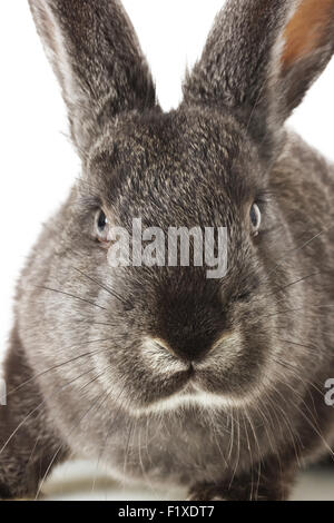 Coniglio grigio su uno sfondo bianco. Foto Stock