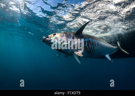 Atlantic tonno rosso (Thunnus thynnus) PESCA SPORTIVA (Francia). In vista dell'acqua. Foto Stock