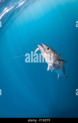Atlantic tonno rosso (Thunnus thynnus) PESCA SPORTIVA (Francia). In vista dell'acqua. Foto Stock