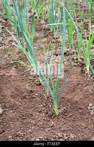 Piantine di porro, "Bleu de Solaise' Sheffield South Yorkshire, Inghilterra, Regno Unito. Foto Stock