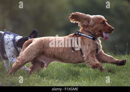 Cocker Spaniel divertendosi al Beacon Country Park Lancashire Foto Stock