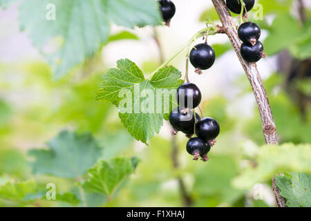 Ribes nigrum. Frutto di ribes nero su una boccola. Inghilterra Foto Stock