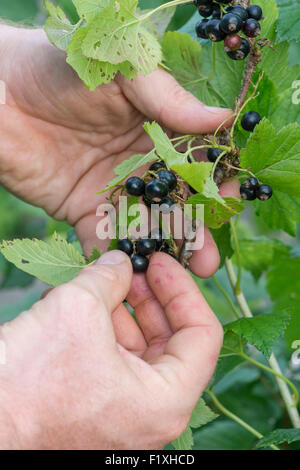 Ribes nigrum. Raccolta a mano di ribes nero da una boccola. Inghilterra Foto Stock