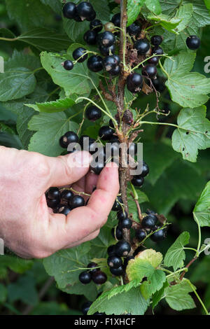 Ribes nigrum. Raccolta a mano di ribes nero da una boccola. Inghilterra Foto Stock