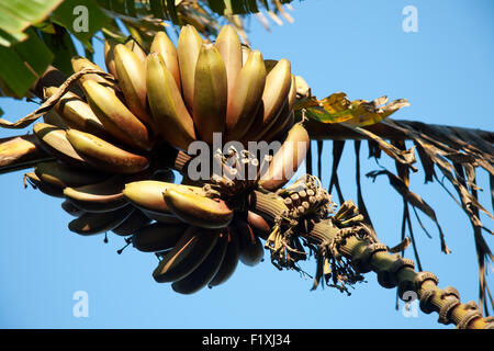 La maturazione delle banane appeso a un albero. Foto Stock