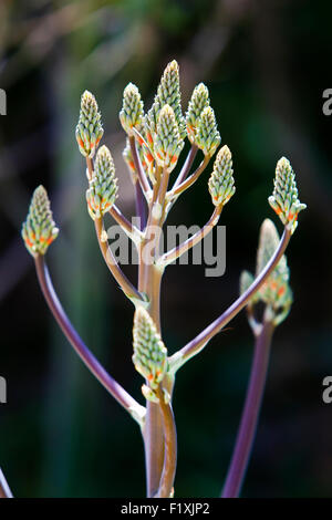 Fiorisce su un sapone Aloe con uno sfondo sfocato Foto Stock