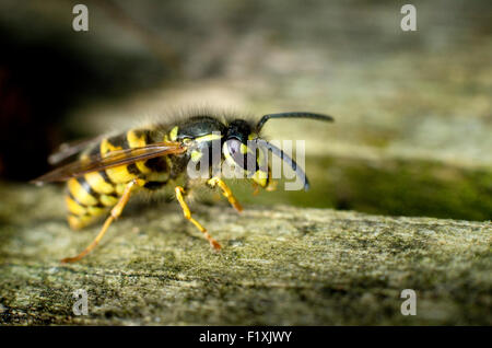 Wasp comune (Vespula vulgaris) su legno. Foto Stock