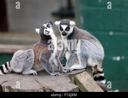 Due Ring-tailed Lemur (Lemur catta), a Wingham Wildlife Park, Kent, Inghilterra Foto Stock