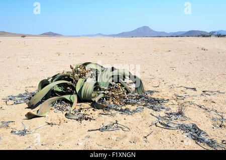 Welwitschia nel fiume Messum presso il cratere Messum Foto Stock
