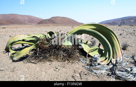 Welwitschia nel fiume Messum presso il cratere Messum Foto Stock