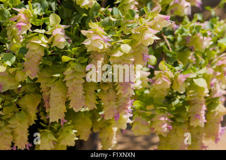 Origano ornamentali fiori - USA Foto Stock