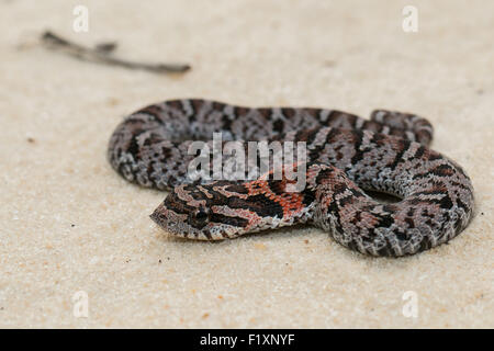 Orientale neonatale hognose snake - Heterodon playrhinos Foto Stock