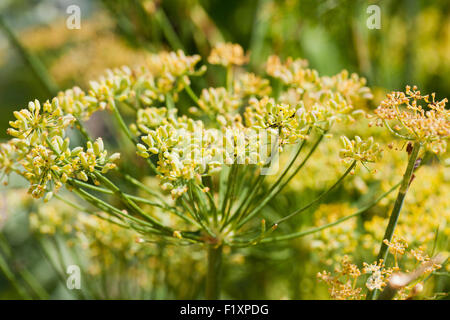 Fiori di finocchio (Foeniculum vulgare) Foto Stock