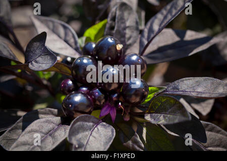 Perla nera chili pepper plant in giardino (Capsicum annuum) - USA Foto Stock