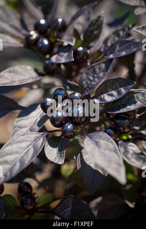 Perla nera chili pepper plant in giardino (Capsicum annuum) - USA Foto Stock