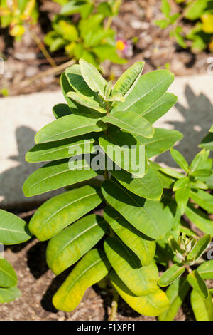 Milkweed comune (Asclepias syriaca) - USA Foto Stock