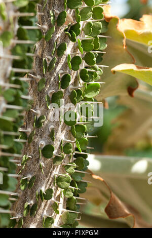 Alluaudia montagnacii (devil's pugnale) pianta originaria del Madagascar Foto Stock