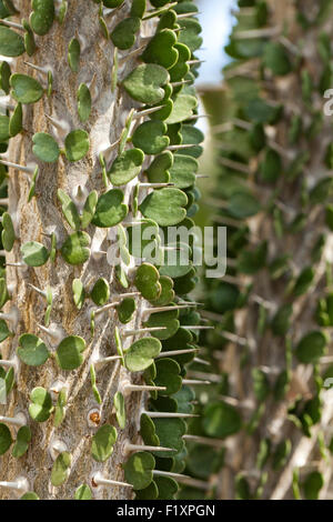 Alluaudia montagnacii (devil's pugnale) pianta originaria del Madagascar Foto Stock