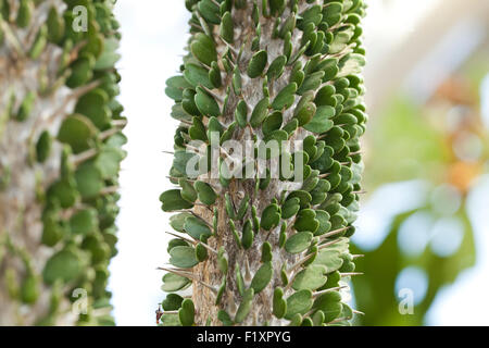 Alluaudia montagnacii (devil's pugnale) pianta originaria del Madagascar Foto Stock