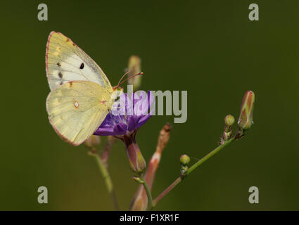 Giallo brimstone butterfly sul selvaggio fiore Foto Stock