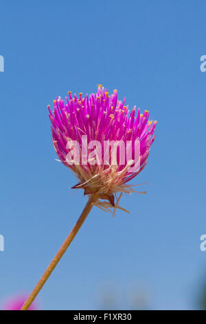 Globo fiore di amaranto (Gomphrena globosa) - USA Foto Stock