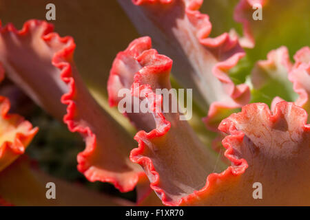 Echeveria Coral Reef pianta rossa - USA Foto Stock