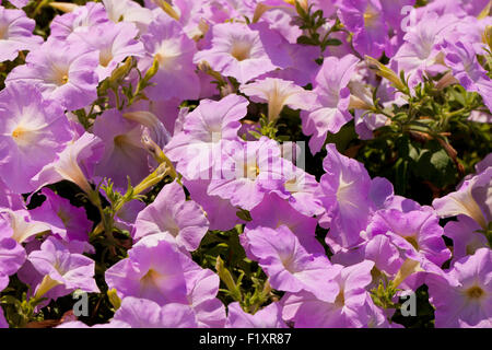 Nelle petunie in giardino - USA Foto Stock