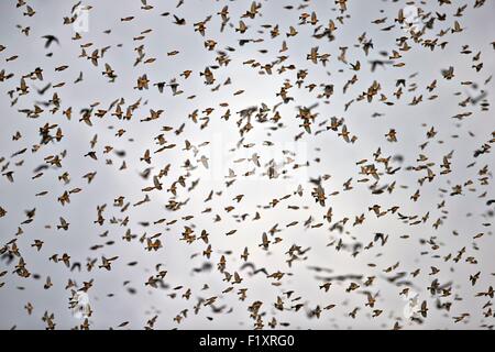 Germania, Bade-Wurtemberg, raccolta di milioni di fringuelli in una comunità dormitorio invernale nel sud-ovest della Germania, essi posatoio in alberi, Brambling (Fringilla montifringilla), Durante inverni rigidi nella loro gamma invernale, fringuelli settentrionale è in grado di spostare il gruppo enorme fu Foto Stock