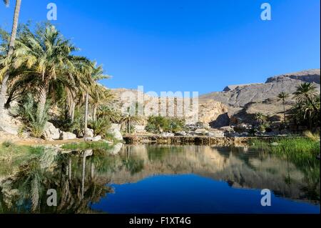 Il sultanato di Oman, gouvernorate di cenere Sharqiyah, Wadi Bani Khalid Foto Stock