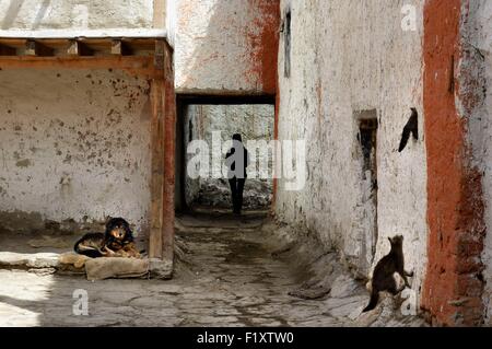 Il Nepal, Gandaki zona, Mustang superiore (vicino al confine con il Tibet), i cani e i gatti e la silhouette di una donna in una strada della città murata di Lo Manthang, la storica capitale del regno di Lo Foto Stock