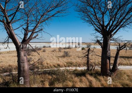Il Botswana, Nxai Pan National Park, Kudiakam Pan, Baines baobab Foto Stock