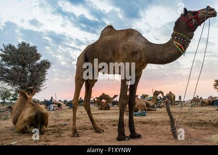 India Rajasthan, Nagaur, il Nagaur fiera del bestiame è la più grande fiera del suo genere nel paese Foto Stock