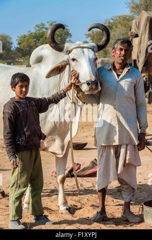 India Rajasthan, Nagaur, il Nagaur fiera del bestiame è la più grande fiera del suo genere nel paese Foto Stock