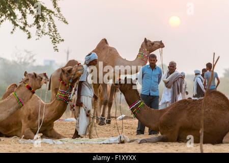 India Rajasthan, Pushkar, Il Pushkar fiera del bestiame Foto Stock