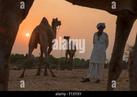India Rajasthan, Pushkar, Il Pushkar fiera del bestiame Foto Stock