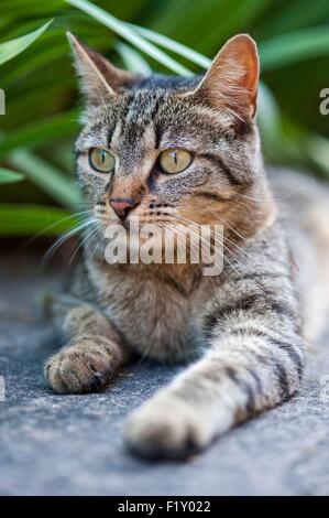 Francia, Isere, domestici tabby cat (Felis silvestris catus), per adulti Foto Stock