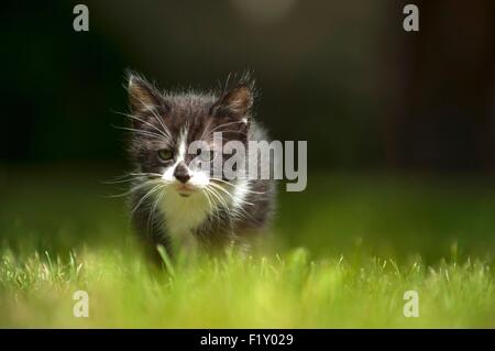 Francia, Isere, domestici tabby cat (Felis silvestris catus), 2 mesi Foto Stock