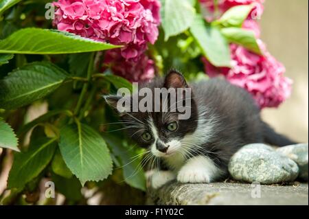 Francia, Isere, domestici tabby cat (Felis silvestris catus), 2 mesi Foto Stock