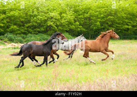 Francia, Ain, cavallo (Equus caballus), adulto, in esecuzione Foto Stock