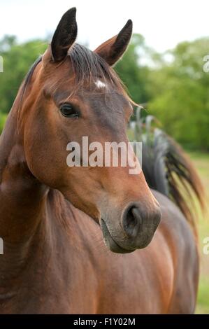 Francia, Ain, cavallo (Equus caballus), Adulto, ritratto Foto Stock