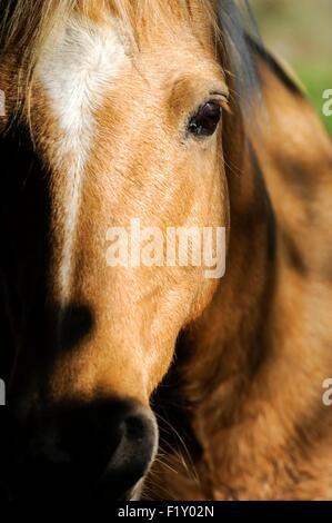 Francia, Ain, cavallo (Equus caballus) adulto bai Foto Stock