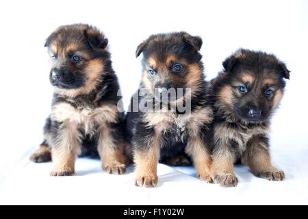 Francia, Ain, cane (Canis lupus familiaris), Pastore Tedesco cuccioli di 1 mese, allevamento Delacquis Foto Stock