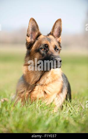 La Francia, il Rodano, il cane (Canis lupus familiaris) Pastore Tedesco sdraiato in erba Foto Stock