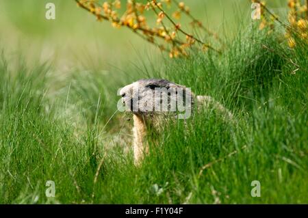 Francia, Alpine marmotta (Marmota marmota) Foto Stock