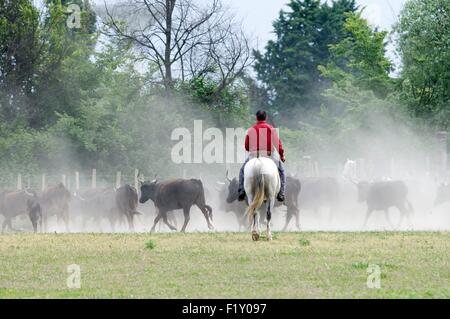 Francia, Camargue, cowboy, Gardian con allevamento Foto Stock