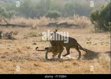 Il Botswana, Chobe National Park, Savuti Marsh, Lion (Panthera leo) Foto Stock