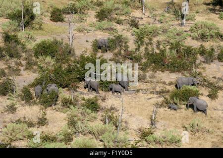 Il Botswana, Okavango Delta, elencato come patrimonio mondiale dall' UNESCO, elefanti africani (Loxodonda africana) (vista aerea) Foto Stock