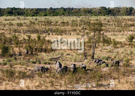 Il Botswana, Okavango Delta, elencato come patrimonio mondiale dall' UNESCO, elefanti africani (Loxodonda africana) (vista aerea) Foto Stock